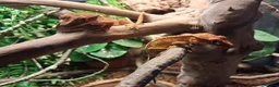 Gecko reptiles for sale: Crestie gecko pair with exotic terra setup - Advert 1