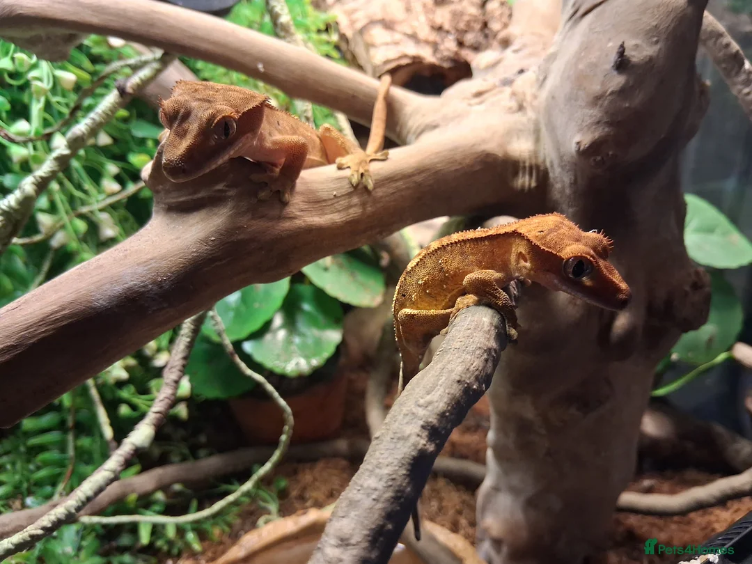 Gecko reptiles for sale: Crestie gecko pair with exotic terra setup - Advert 1