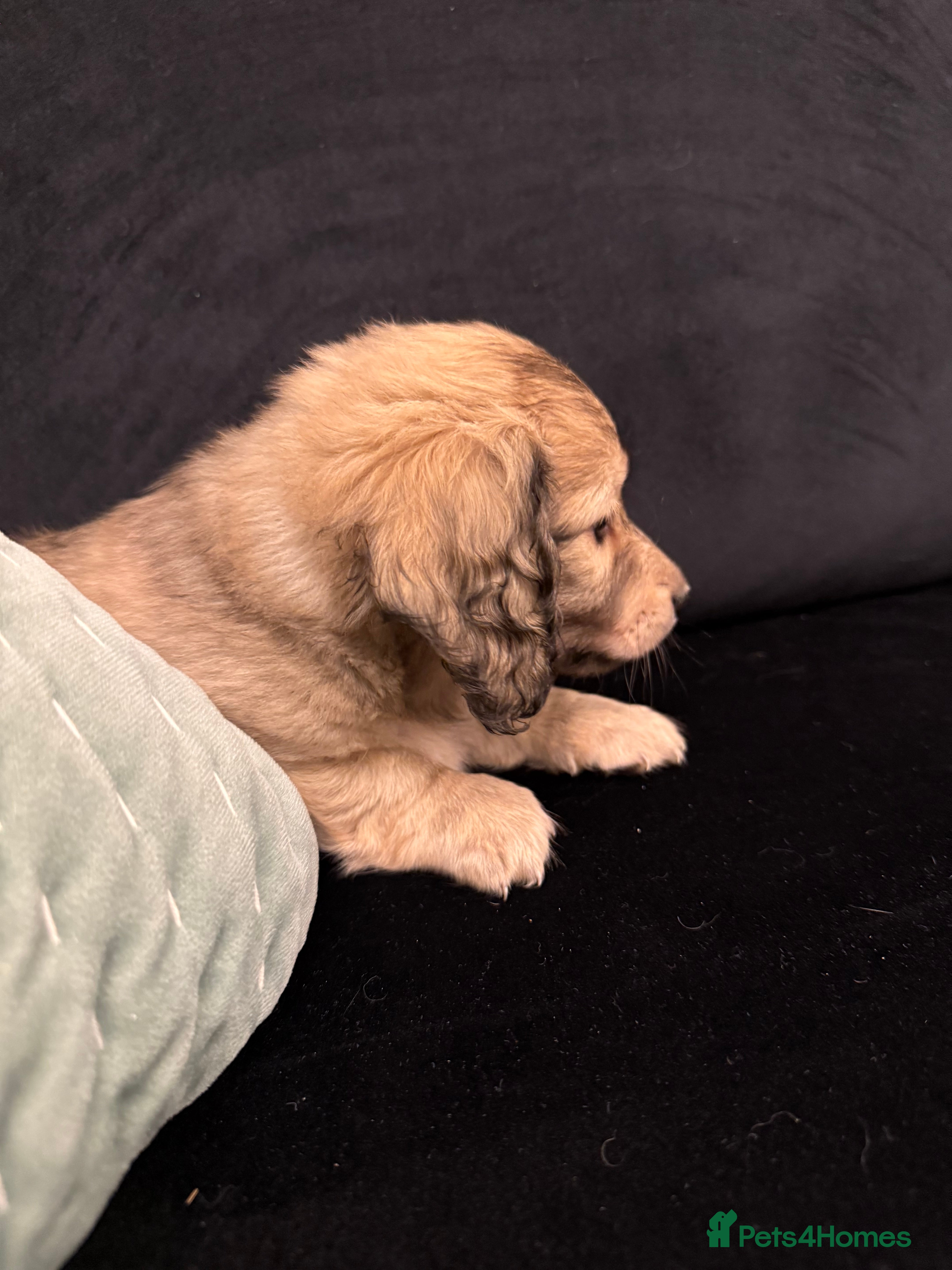 Miniature Dachshund dogs LONG HAIRED MINI DACSHUND  - Advert 12