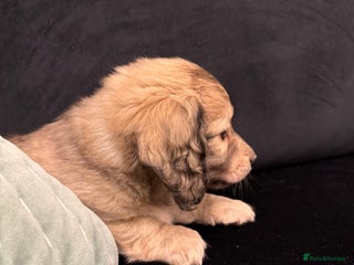 Miniature Dachshund dogs LONG HAIRED MINI DACSHUND - Advert 12