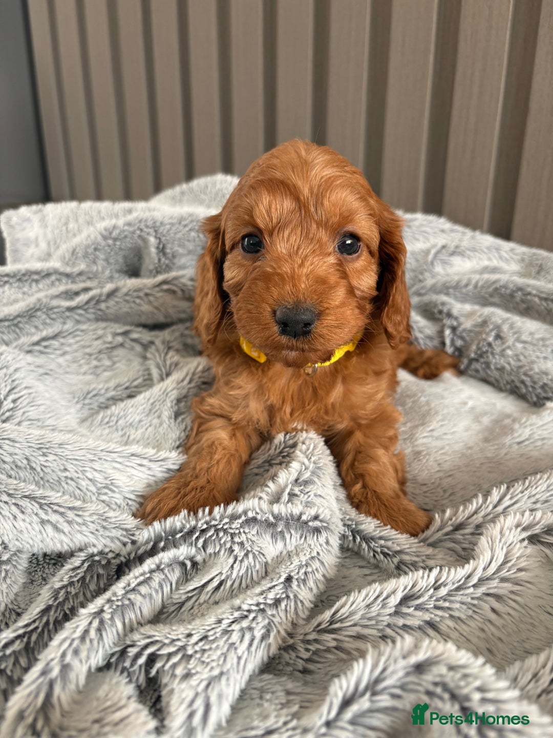 Cockapoo dogs for sale: Health Tested Fox Red Cockapoo  - Image 6
