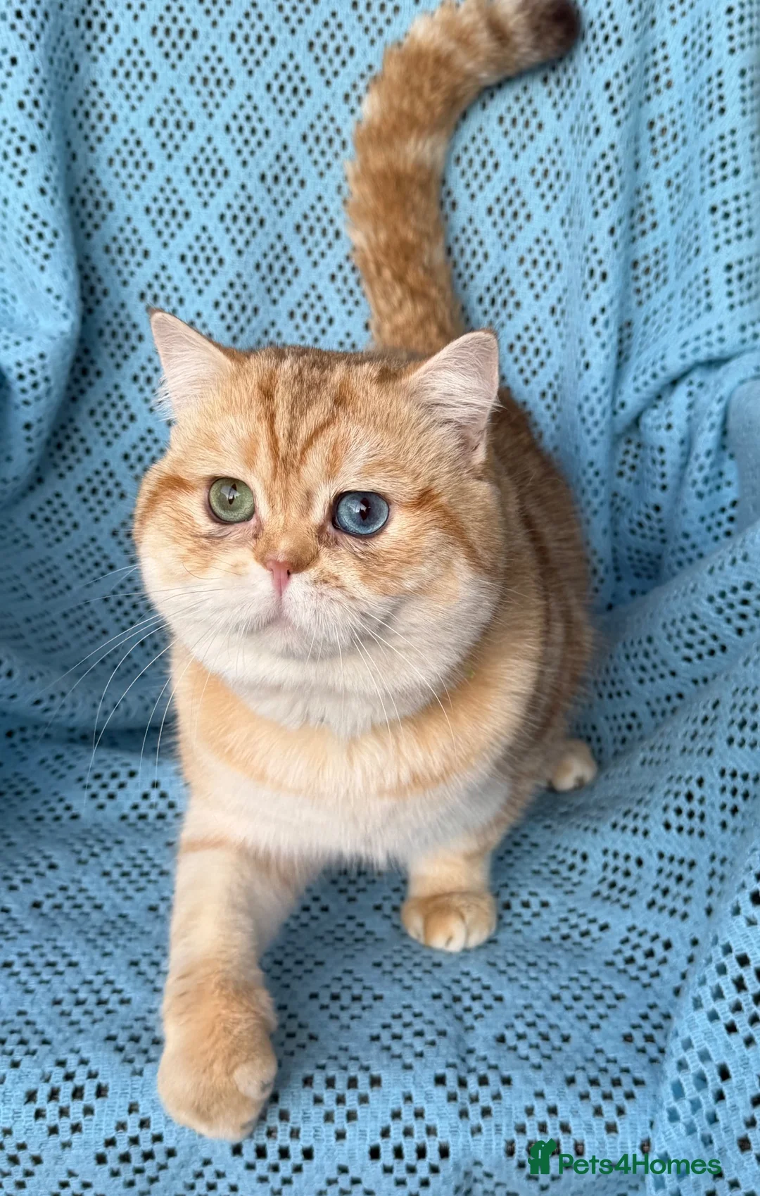 British Shorthair cats for sale: British shorthair golden kittens TICA - Advert 20