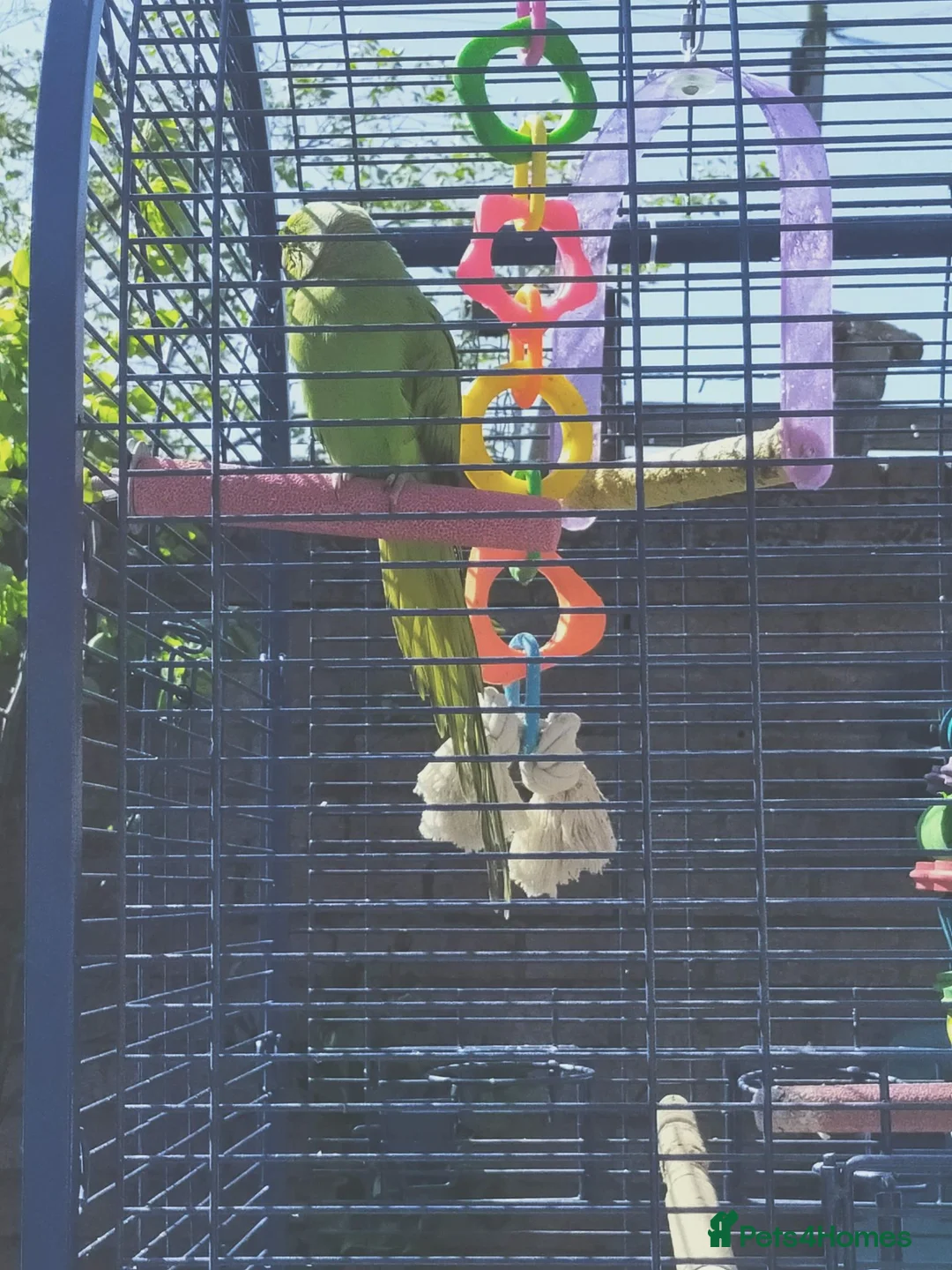 Ringnecks birds for sale: Indian ring neck parrot  in Saint Helens - Advert 2