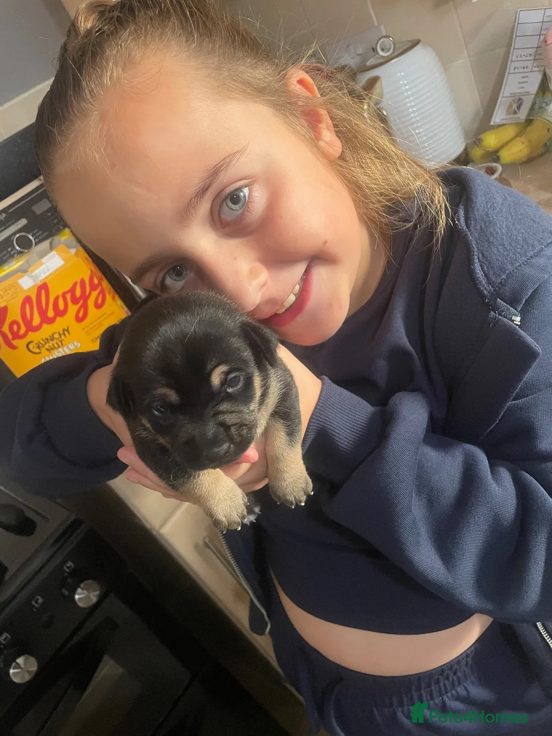 Jack Russell dogs for sale: Jack Russel pup  - Advert 5