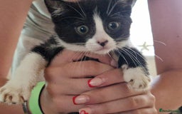 Mixed Breed cats for sale: ready to go - Image 15