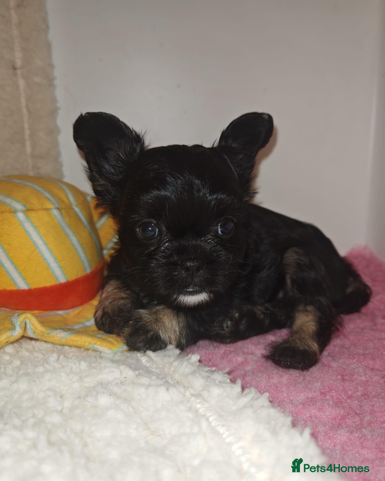 Mixed Breed dogs Fluffy French Bulldog cross Affenpinscher Shih Tzu - Advert 2