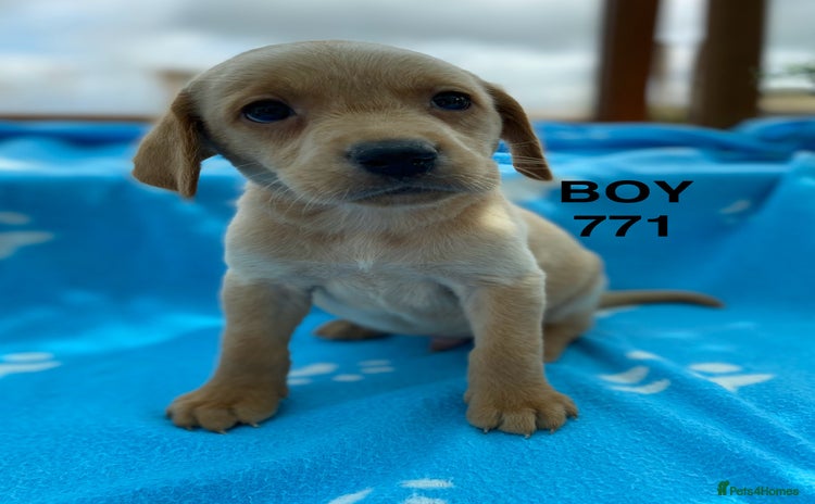 Labrador Retriever dogs - Advert 7