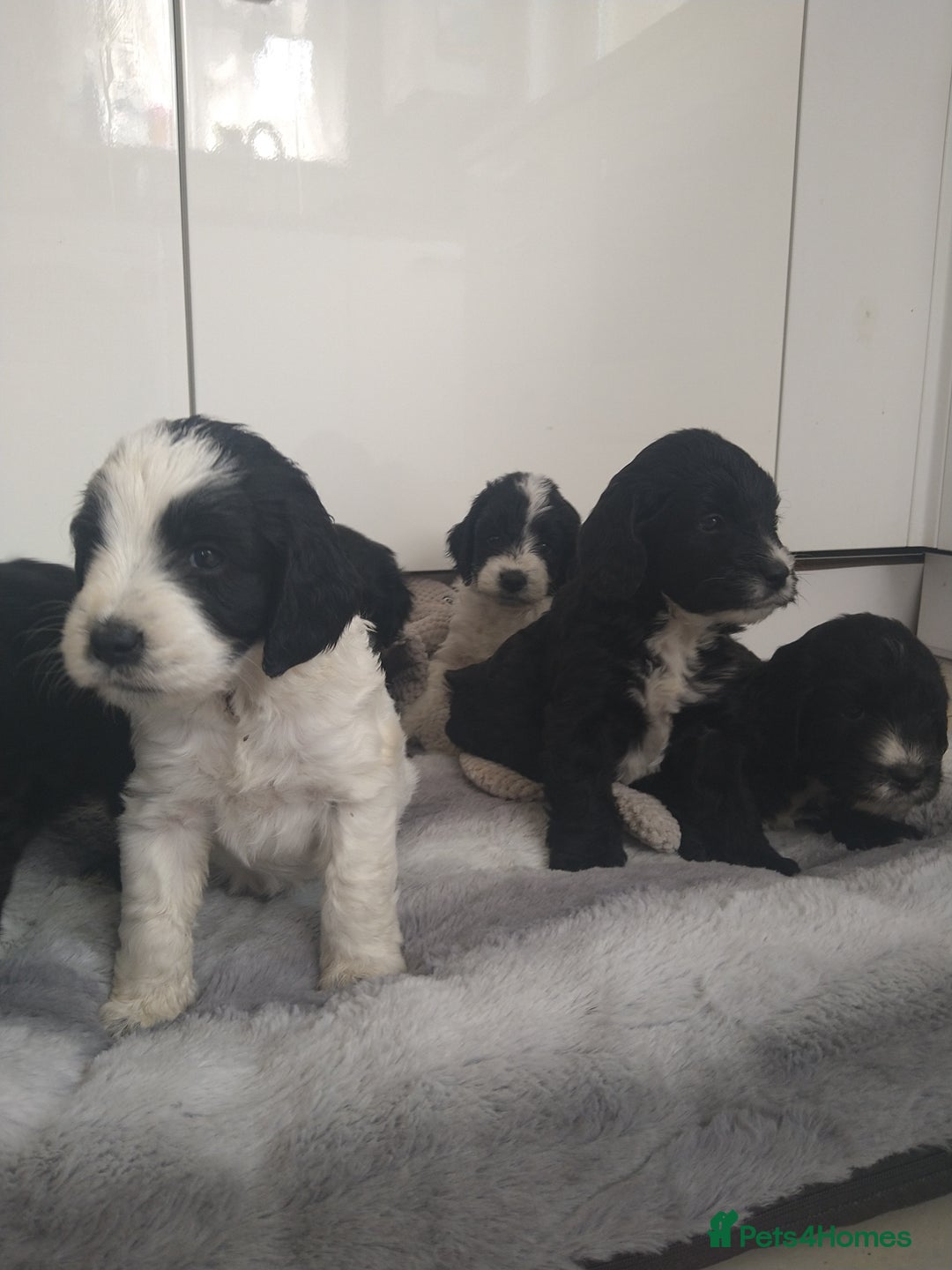 Cockapoo dogs for sale: cockerpoo  - Image 2