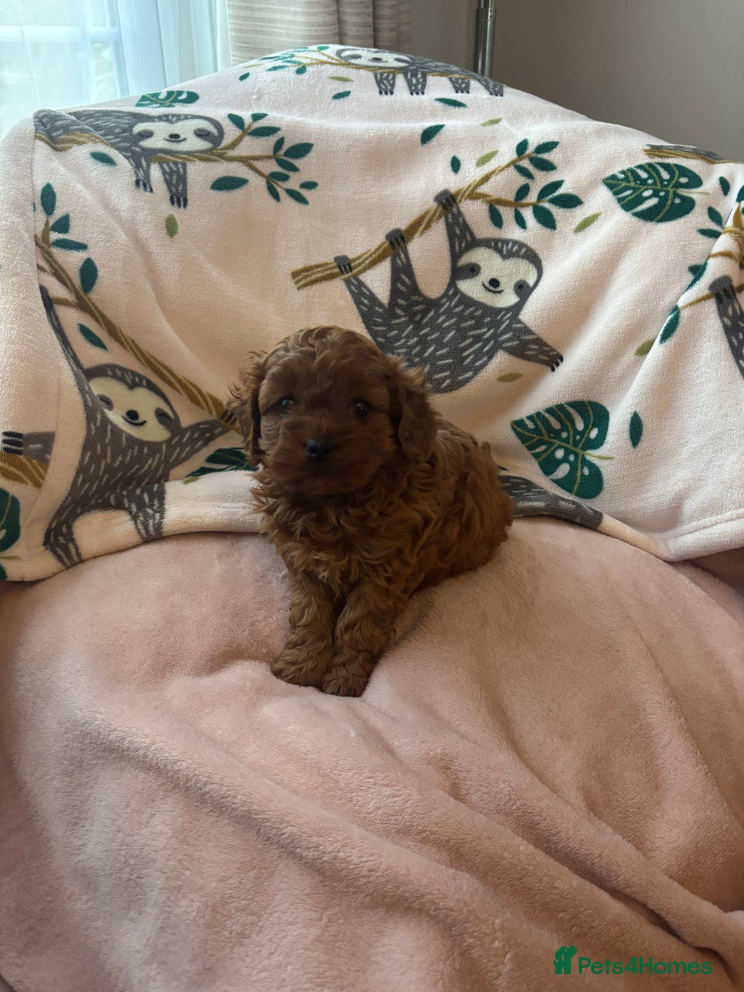 Cavapoo dogs for sale: Two Extensively Health Tested Cavapoo Girls   - Image 12