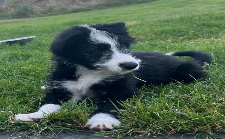 Mixed Breed dogs - Advert 1