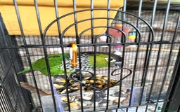 Conures birds for sale: 2 CONURES FOR SALE - SOLD AS A PAIR - Image 7