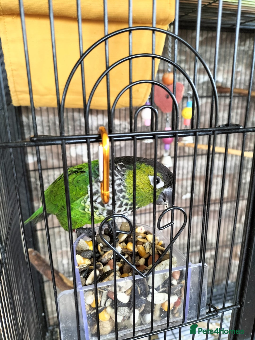Conures birds for sale: 2 CONURES FOR SALE - SOLD AS A PAIR - Image 7