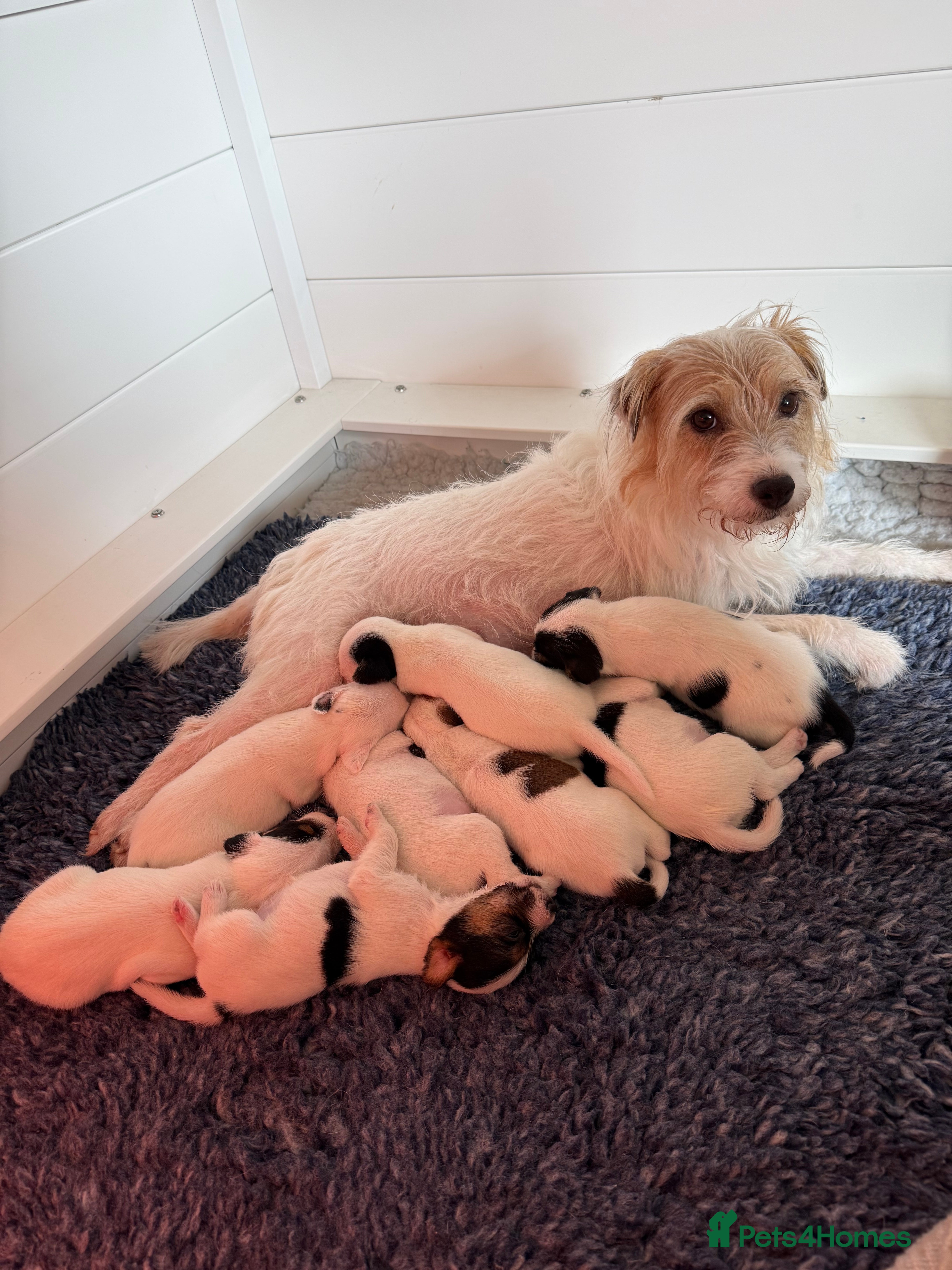 Parson Russell dogs Parson Russell terrier puppies  - Advert 11