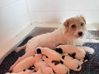 Parson Russell dogs Parson Russell terrier puppies - Advert 11