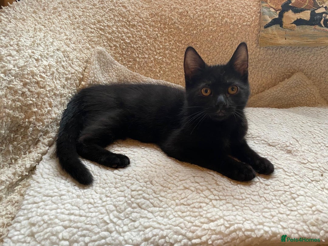 Mixed Breed cats for sale: Playful kittens - Image 2