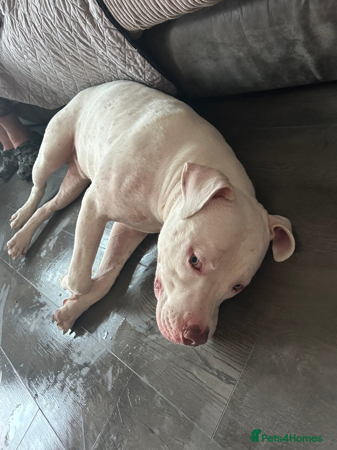 American Bull Staffy dogs for sale: American bull staffy & American bulldog hybrid  - Image 6