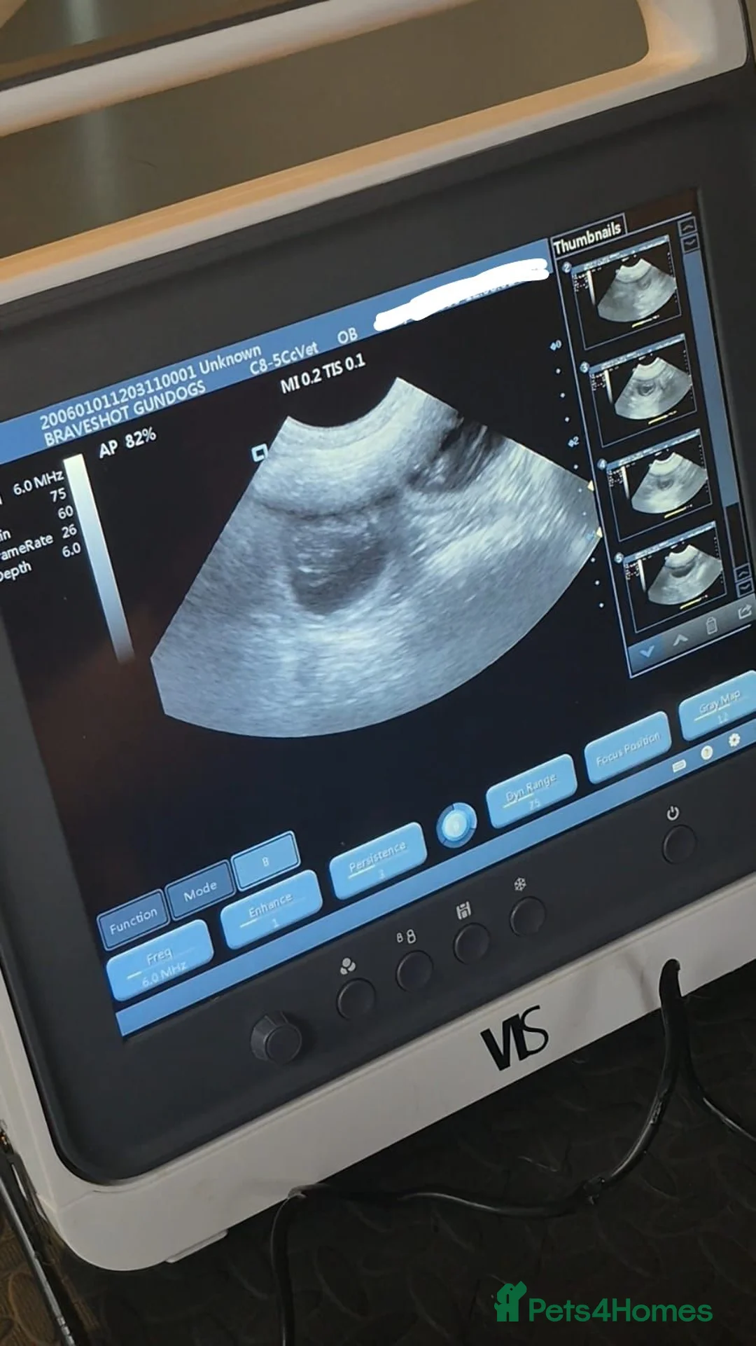 Samoyed dogs for stud: Samoyed  - Advert 8