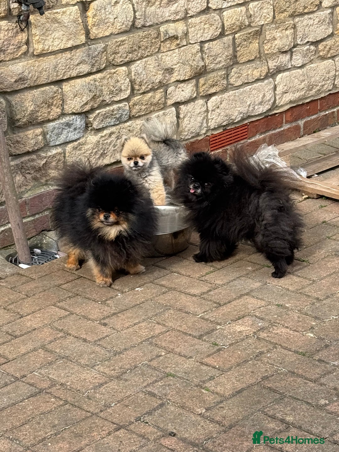 Pomeranian dogs for sale: *MINIATURE UNIQUE RARE tan toy Pomeranian boy 3yr* - Image 11