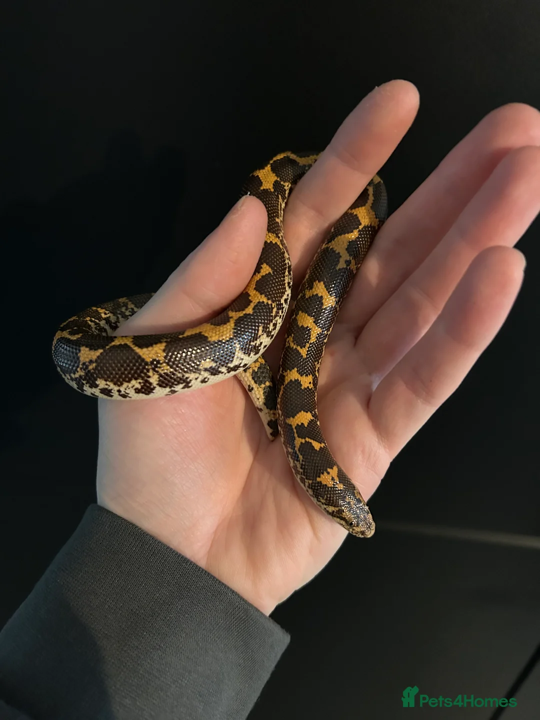 Snake reptiles for sale: Kenyan Sand Boa + Enclosure full setup  - Advert 2