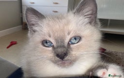 Ragdoll cats for sale: Male Ragdoll Mix - Image 1