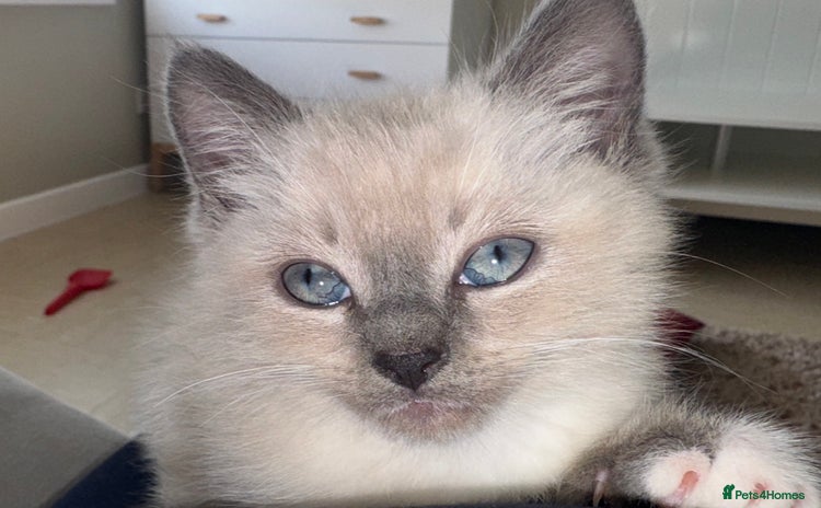 Ragdoll cats - Advert 4