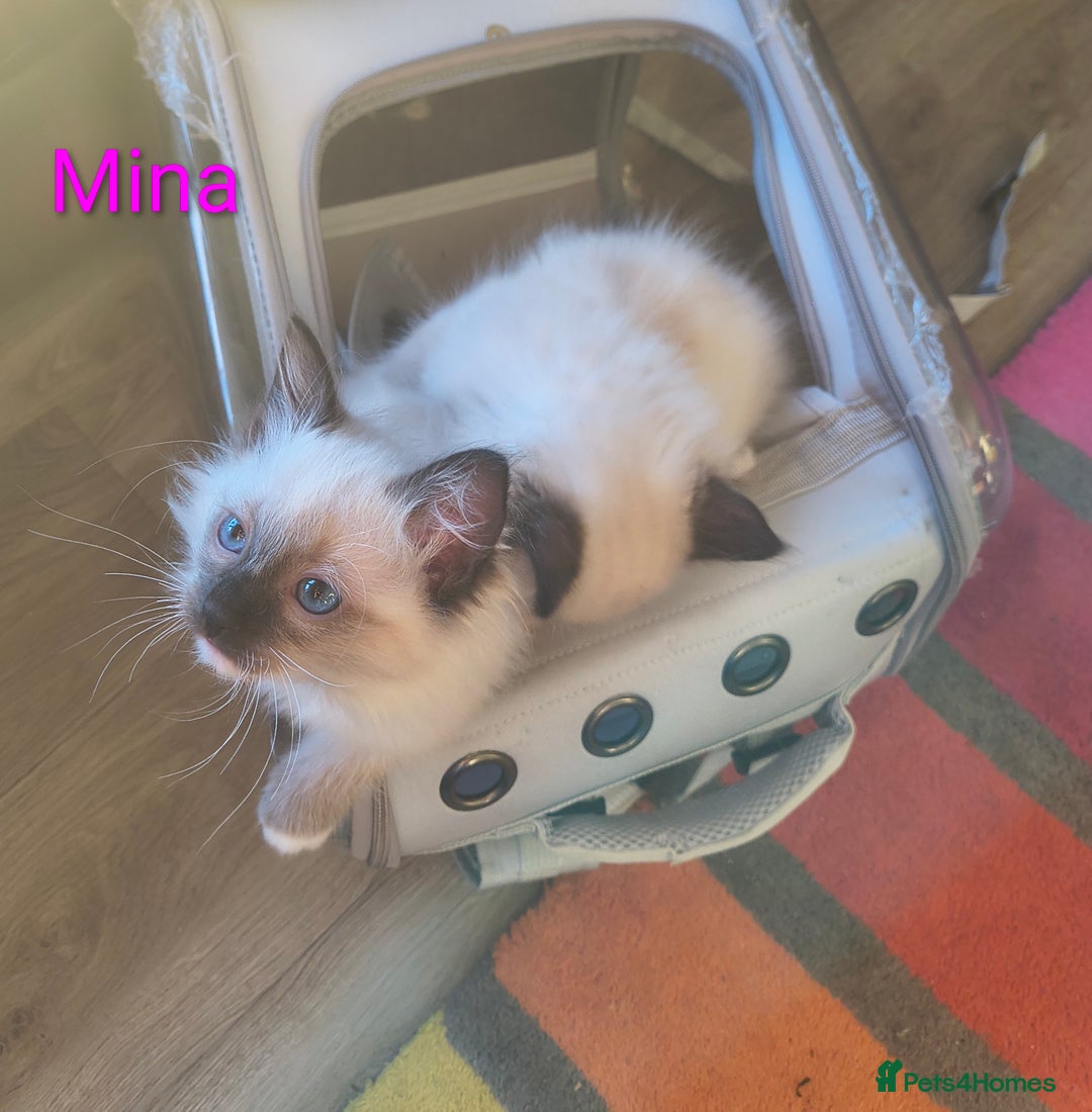 Ragdoll cats for sale: Pure bred Blue- Mitted Seal Point ragdoll kittens  - Advert 10