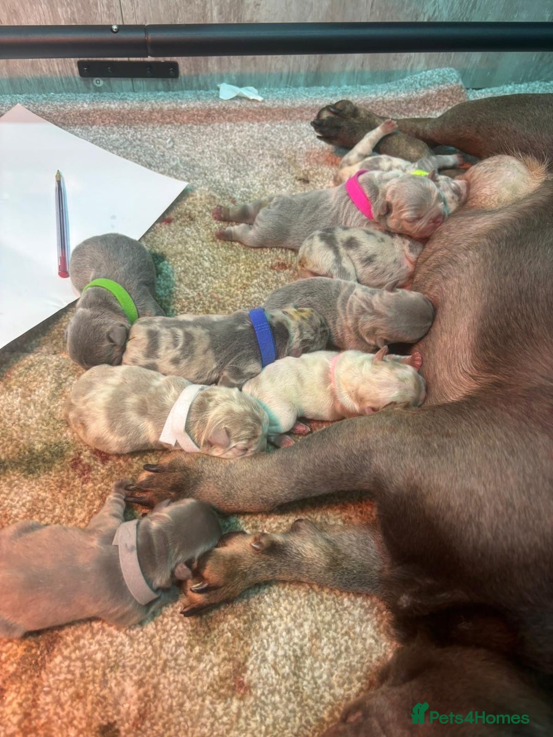 French Bulldog dogs for sale: Unique French bulldog pups  - Advert 11