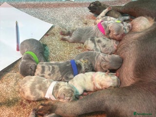 French Bulldog dogs Unique French bulldog pups - Advert 11