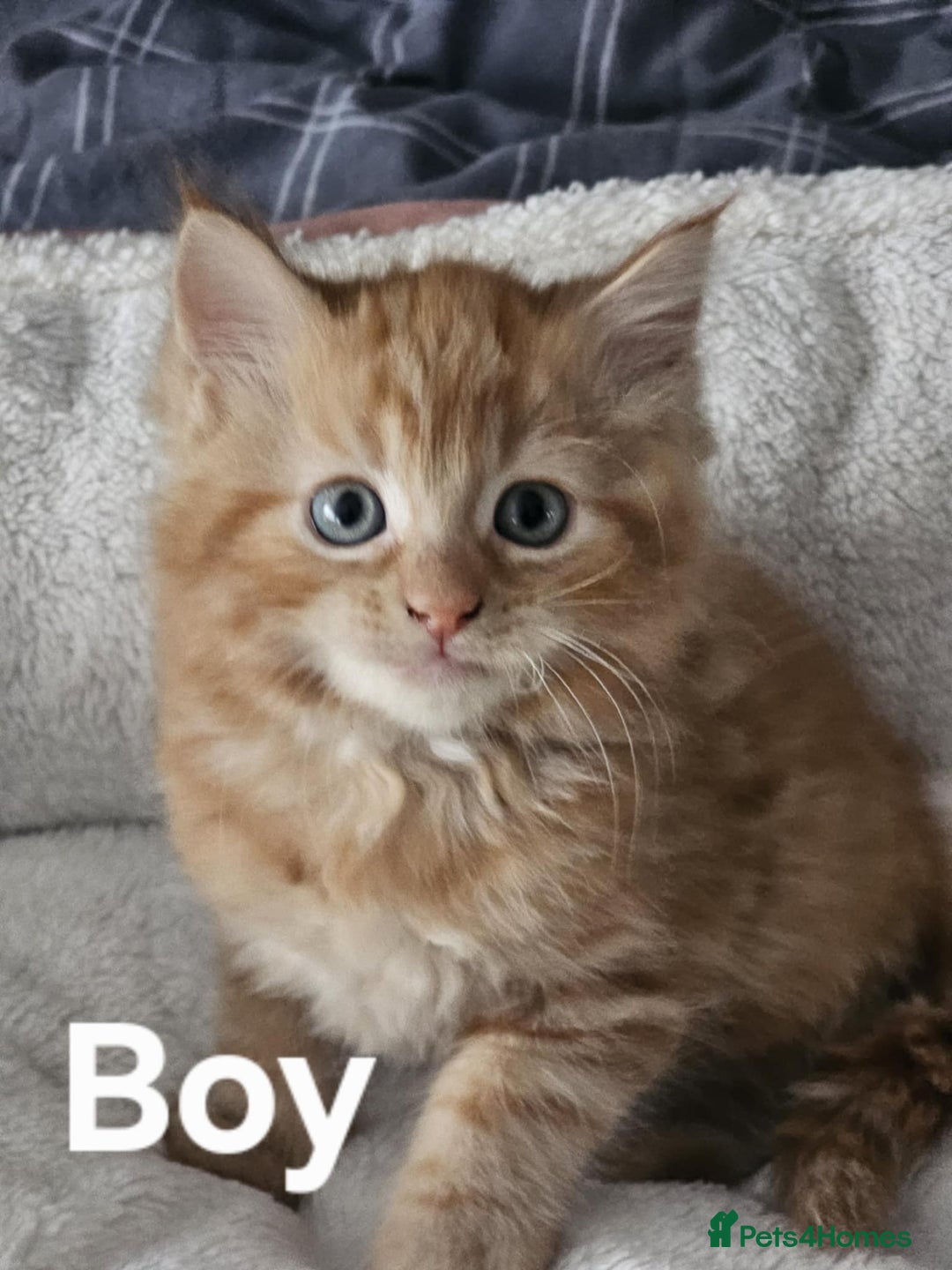 Maine Coon cats for sale: Kittens ready for a new home - Image 5