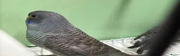 Budgerigars birds for sale: Bf/Bw budgie  - Advert 4