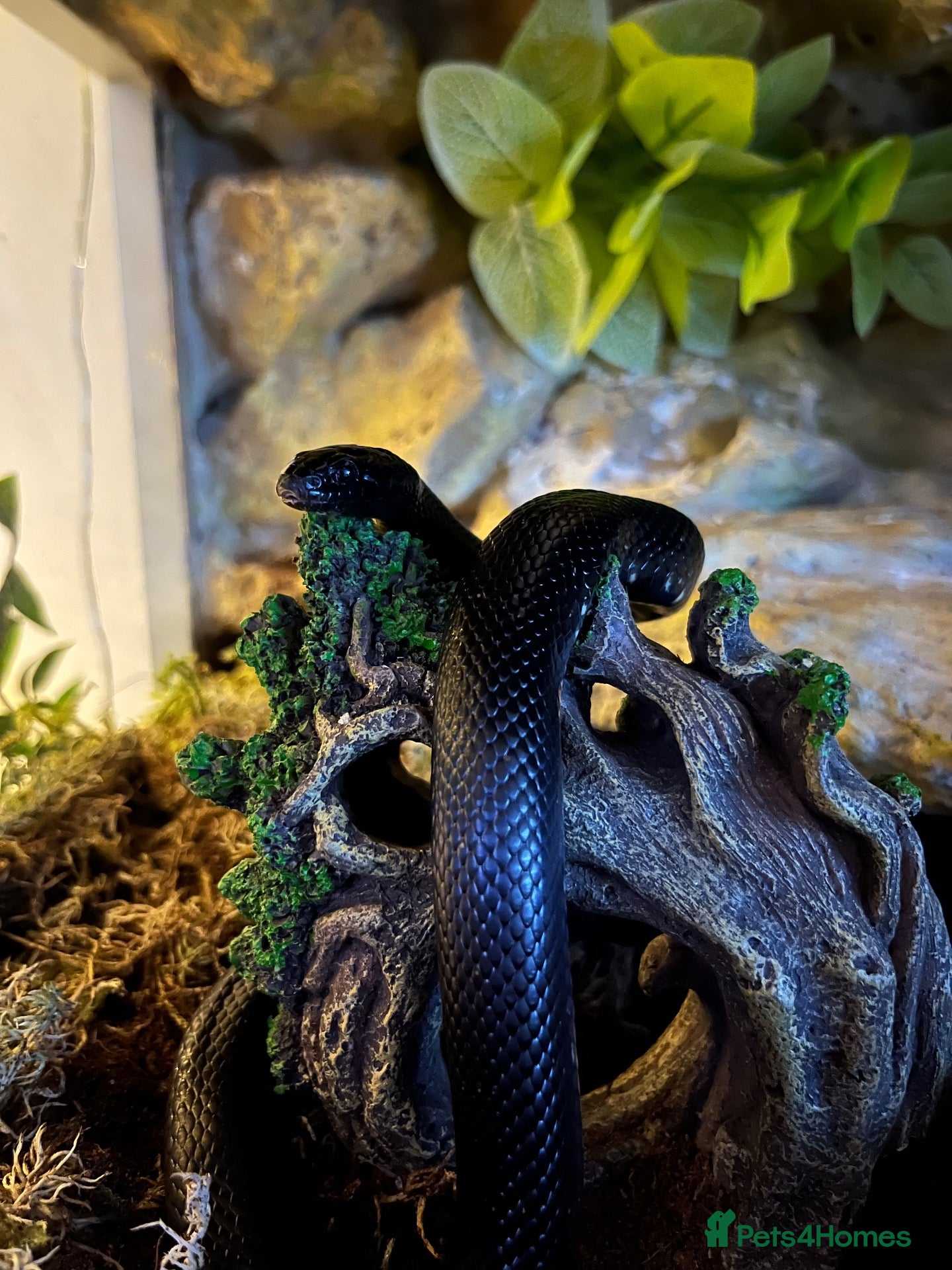 King Snake reptiles Mexican black kingsnake(free rehome) and setup  - Advert 3