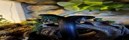 King Snake reptiles for sale: Mexican black kingsnake(free rehome) and setup  in Loughborough - Advert 1