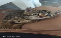 British Shorthair cats for sale: Beautiful tabby kittens - Image 15