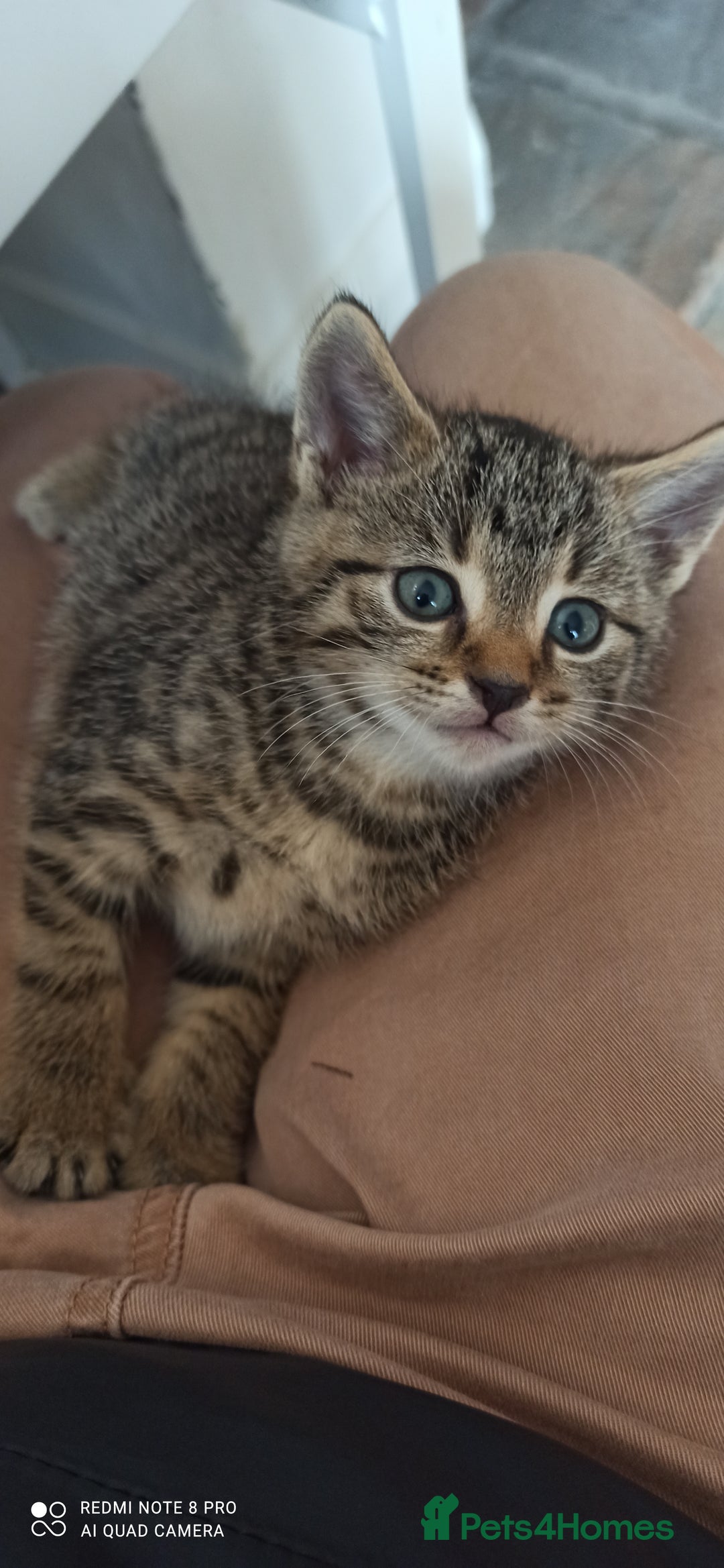 British Shorthair cats for sale: Beautiful tabby kittens - Image 15