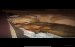 Jack Russell dogs for sale: Jack Russel puppies for sale  - Image 8