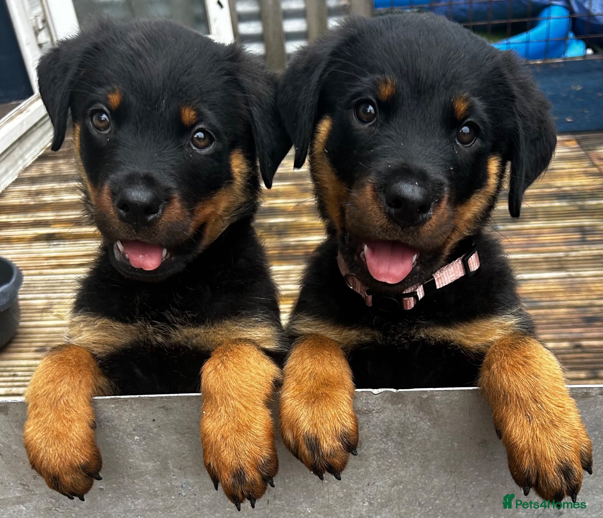 Rottweiler dogs Beautiful Rottweiler pups  - Advert 8