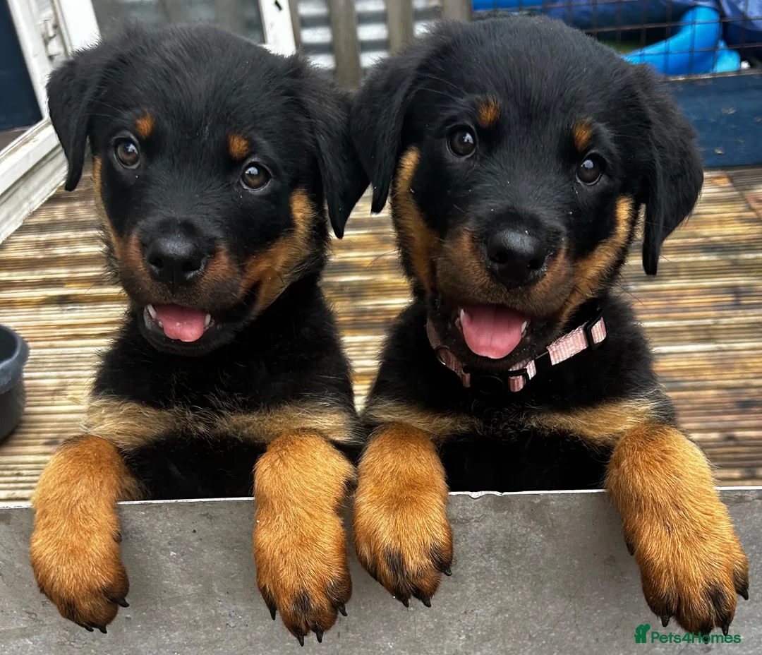 Rottweiler dogs for sale: Beautiful Rottweiler pups  - Advert 1