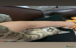 Bengal cats for sale: beautiful bengal kitten  - Image 36