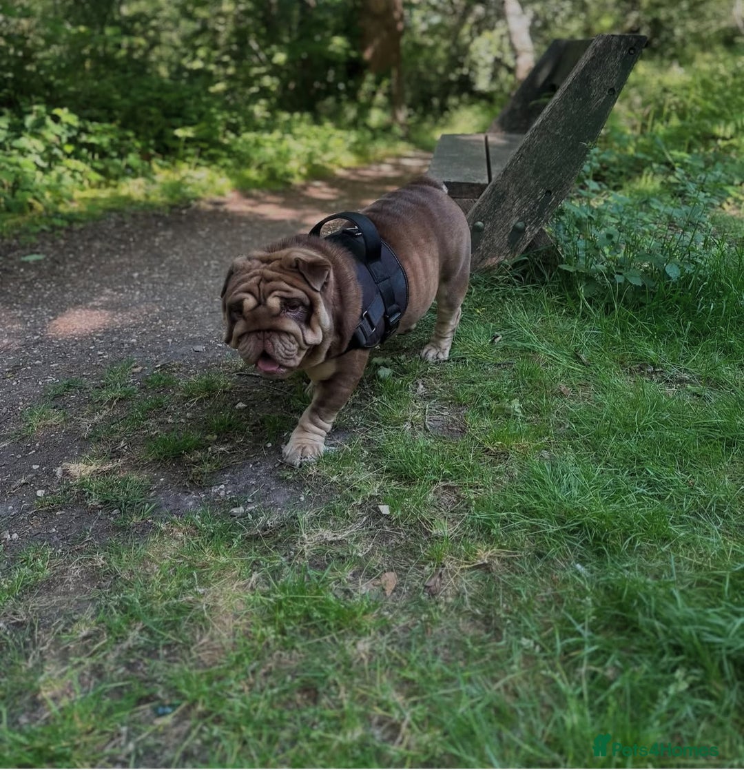 English Bulldog dogs for sale:  BRITISH BULL DOG .please the Description!  - Image 10