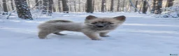 Pomsky dogs for sale: F3 pomsky puppy's for sale  - Advert 9