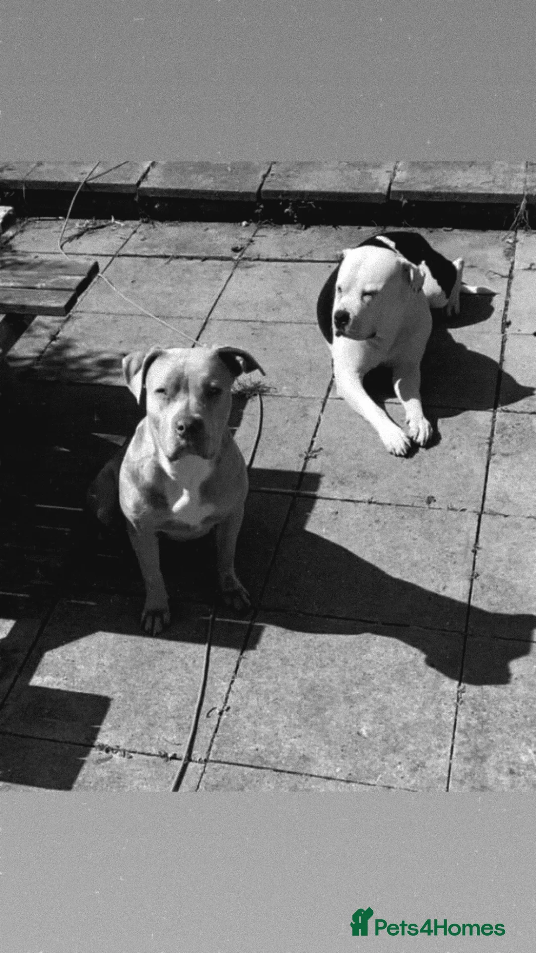 American Bulldog dogs for sale: Last boy left lost last account please message her - Advert 2