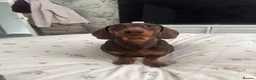 Miniature Dachshund dogs for sale: 2 MINIATURE DACHSHUND FOR REHOMING - Advert 6