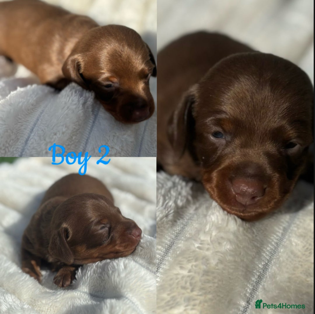 Miniature Dachshund dogs for sale: KC Miniature Dachshunds  - Image 3