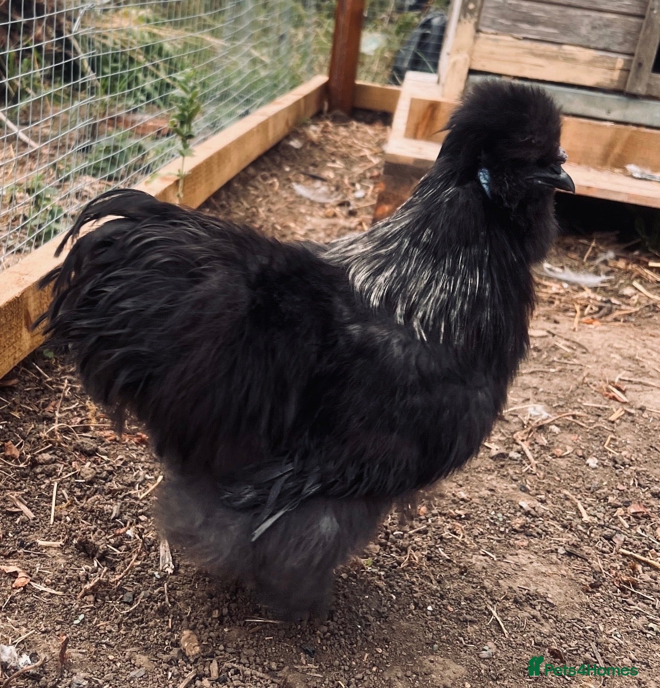 Chickens poultry Young silkie cockerel - Advert 5