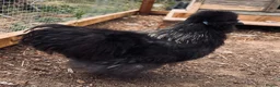 Chickens poultry for sale: Young silkie cockerel in Consett - Advert 1