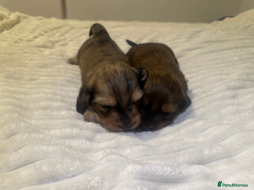 Dachshund dogs for sale:  KC Registered mini long hair Dachshund Puppies  - Image 5