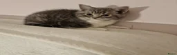 British Shorthair cats for sale: Beautiful British shirthair ready for loving home - Advert 5