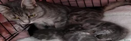 Russian Blue cats for sale: BEAUTIFUL RUSSIAN BLUE KITTENS 8 WEEKS OLD - Advert 4
