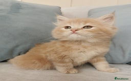 Maine Coon cats for sale: Big Chunky Maine Coon Kittens - Image 8