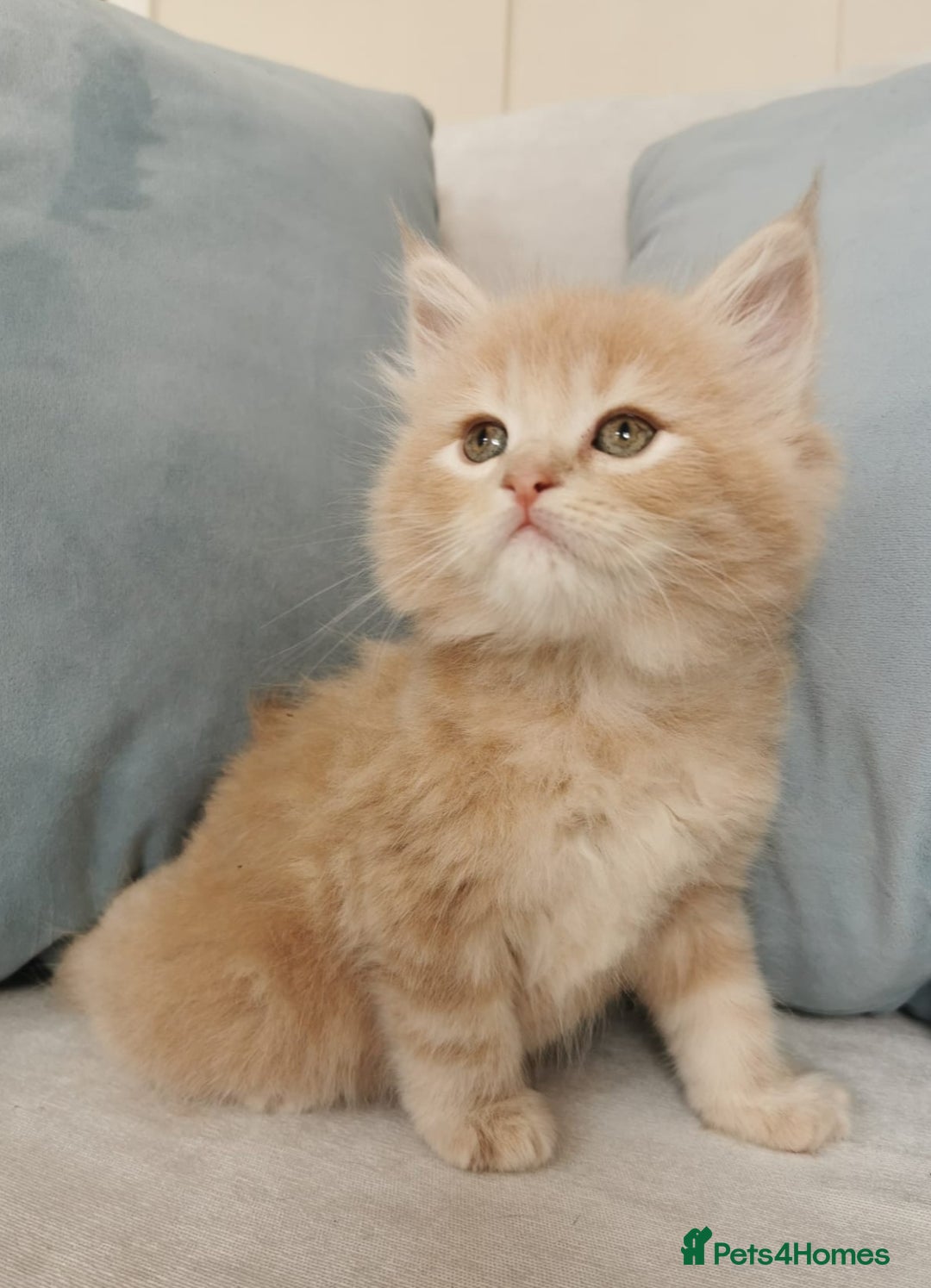 Maine Coon cats for sale: Big Chunky Maine Coon Kittens - Image 8